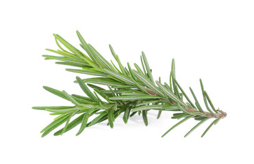 rosemary isolated on white background