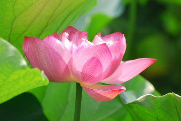 Wall Mural - blooming lotus flower in summer pond with green leaves as background