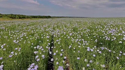 Wall Mural - flax flowers swaying on wind
