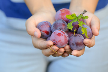 Wall Mural - Woman holding ripe plums in garden