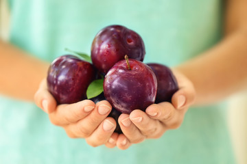 Sticker - Woman holding ripe juicy plums, closeup