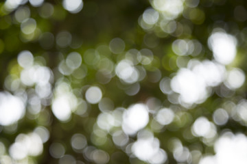 Background image blur Beautiful bokeh.