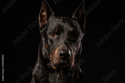 Photographie beautiful black male doberman dog on black background
