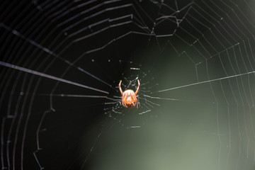 Web 1