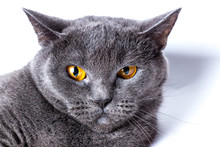 British Blue Cat On A White Background. Close-up.