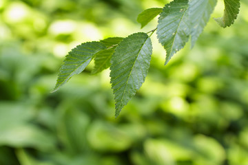 Wall Mural - green leaves