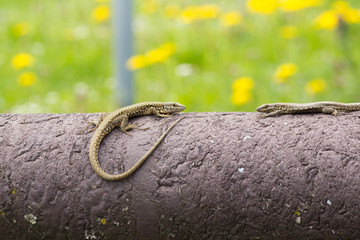 two lizards on the wood