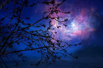 Wall Mural - Galaxy on night sky back silhouette dry tree