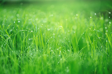 beautiful green young rice field with raindrops  morning sunlight background 