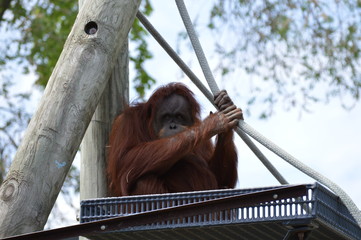 Poster - Orangutan in the outdoors