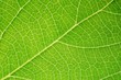 © Alberto - Leaf urban map