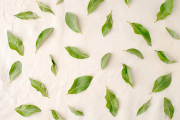 Flowers composition. Pattern made of green leaves on white tissue background. Flat lay, top view.