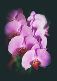 Fototapeta Storczyk - Purple orchids. Inflorescence.