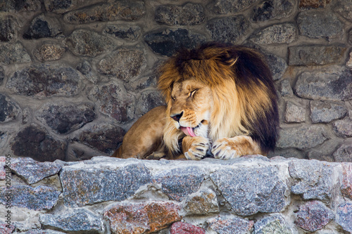 Fotomural A beautiful lion with big mane lies on the rocks and licks his paw