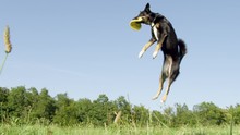 SLOW MOTION, LOW ANGLE: Energetic Border Collie Jumps High In The Air And Catches A Yellow Frisbee. Playful Puppy With Beautiful Black Coat Catches A Flying Frisbee In The Middle Of Sunny Grassland.