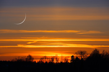 Wall Mural - crescent moon in twilight sky. sunset clouds behind treetop silhouettes.