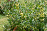 Ripe fruits at a gooseberry bush in the garden in summer