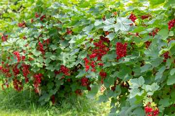 Bush of red currant with a lots of ripe red currant berries in summer