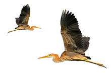 Close Up Photo Of A Purple Heron In Flight Isolated On White  Background