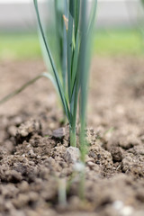 Canvas Print - Young leek plants growing in the vegetable patch in the garden in spring