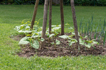 Canvas Print - Young growing bean plants in a vegetable patch in garden