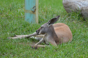 Poster - Kangaroo in the grass