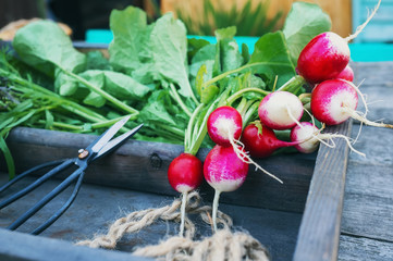 Wall Mural - Healthy fresh salad ingredients displayed on old aged wooden boards with several varieties of fresh leafy lettuce and a bunch of crispy radishes.