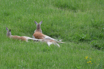 Poster - Kangaroo in the grass