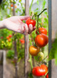 © kieferpix - Ripe tomato ready to be harvested.