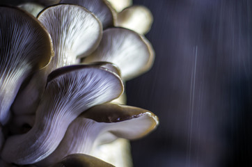wild mushrooms of the forest zone
