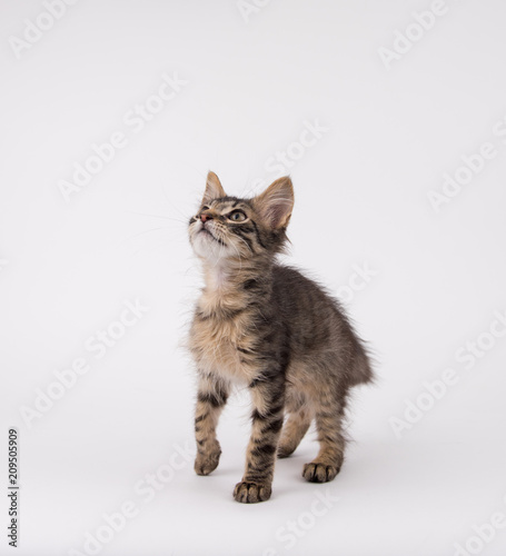 Brown Tabby Shorthaired Kitten Sitting On Light Colored Background