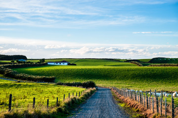 Wall Mural - Beautiful scene of agriculture in a rural area at sunset. Green grassland, house, and cloudy sky.