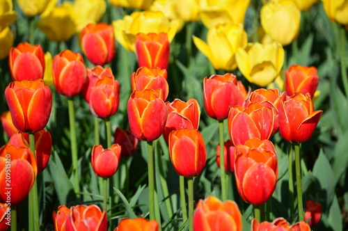 Apeldoorn S Elite Tulip Veldheer Tulip Garden Buy This Stock