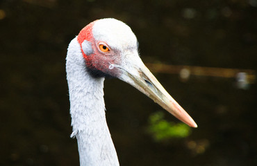 Wall Mural - An adult brolga (Grus rubicunda) up close in Victoria, Australia.