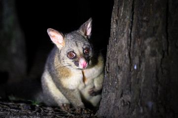 Wall Mural - A common brushtail possum (Trichosurus vulpecula) in a wooded area of Victoria, Australia.