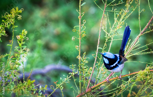 Fotografía An adult male superb fairywren (Malurus cyaneus) perched in a shrub in the Yarra Bend Park, Victoria, Australia