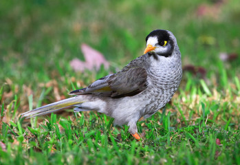 Wall Mural - An adult Indian myna bird, a.k.a. common myna bird (Acridotheres tristis) in a grassy field at the Darebin Parklands, Victoria, Australia.