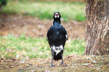 Wall Mural - An adult Australian magpie (Gymnorhina tibicen) in a field at the Darebin Parklands, Victoria, Australia.