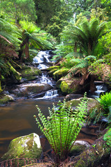 Wall Mural - A small creek flows through a lush temperate rainforest lined with tree ferns in the Great Otway National Park, Victoria, Australia.