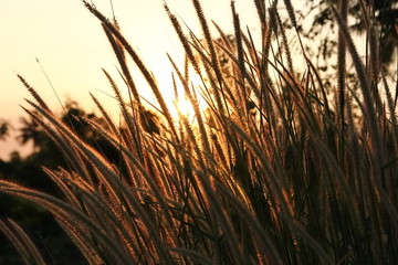 grasses with sunset light