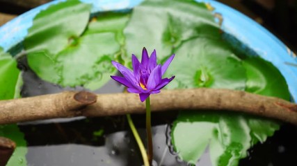 Wall Mural - violet lotus in water background
