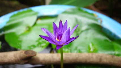 Wall Mural - violet lotus in water background
