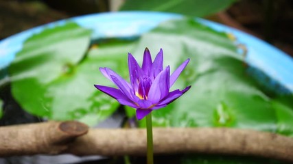 Wall Mural - violet lotus in water background
