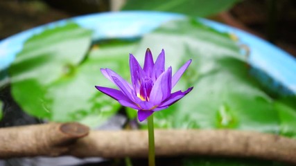 Wall Mural - violet lotus in water background
