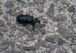 Bug in black