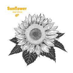 Wall Mural - Sunflower hand drawn illustration