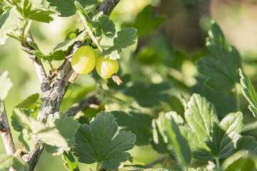 branch of gooseberry in the garden