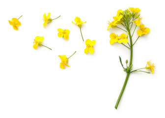 Wall Mural - Rapeseed Flowers Isolated on White Background
