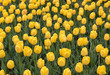 Abstract background . Close-up of yellow tulips flowers