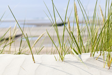 Tuft Of Grass In Beach Dunes, Germany